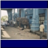 Elephant India 2000